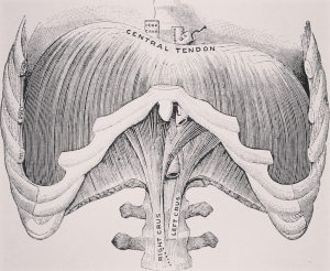 The diaphragm, the key muscle used in breathing